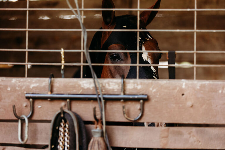 2025 Season